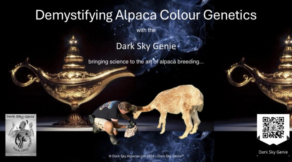 image of an alpaca and a genie lamp