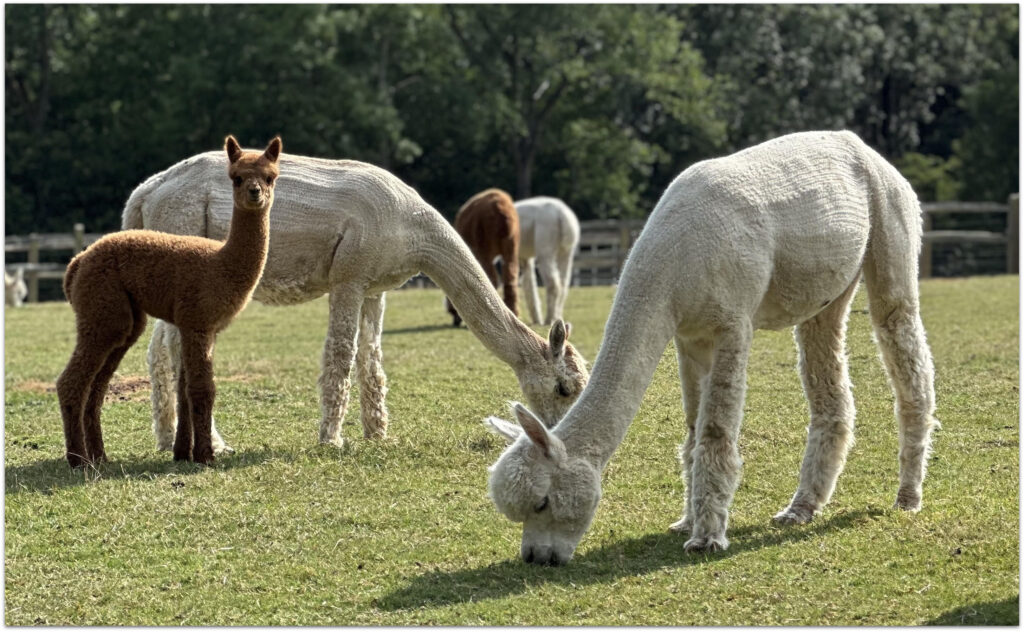 photograph of three alpacas