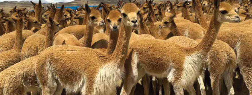Editorial: Fiesta Alpaca Fashion and Tales From Peru